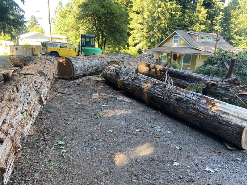 A tree and stump cutting and removal job in northern pierce county