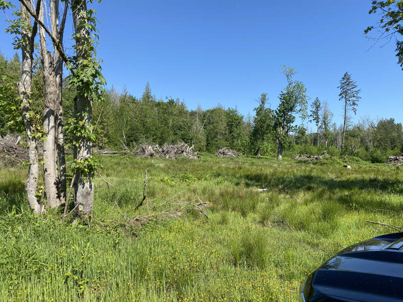Before — Land clearing and site preparation job back in July 2024