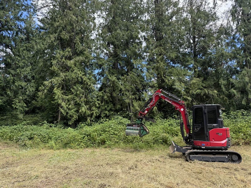 Before — one of our land clearing and brush cutting jobs before photo