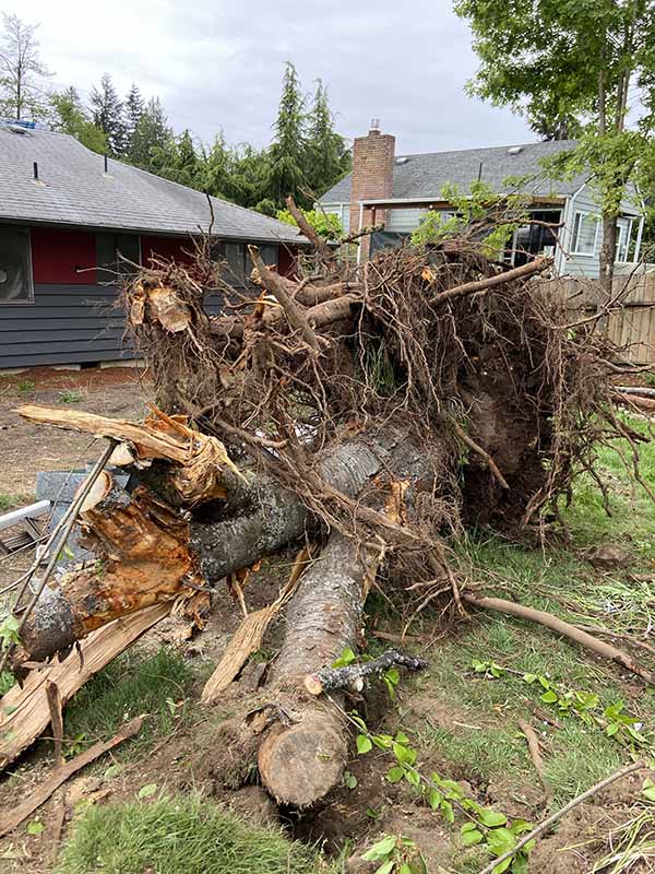 Tacoma Tree Stump Removal Job After — Tree Stump Removal WA After 1