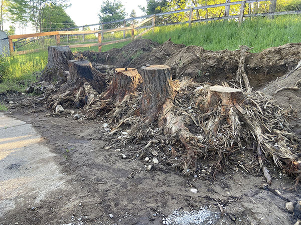 Parkland Tree Stump Removal Job After — Tree Stump Removal WA After 2
