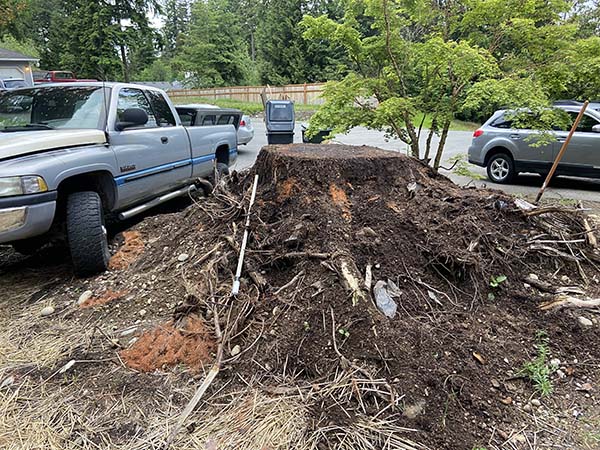 Tacoma Tree Stump Removal Job Before — Tree Stump Removal WA Before 1