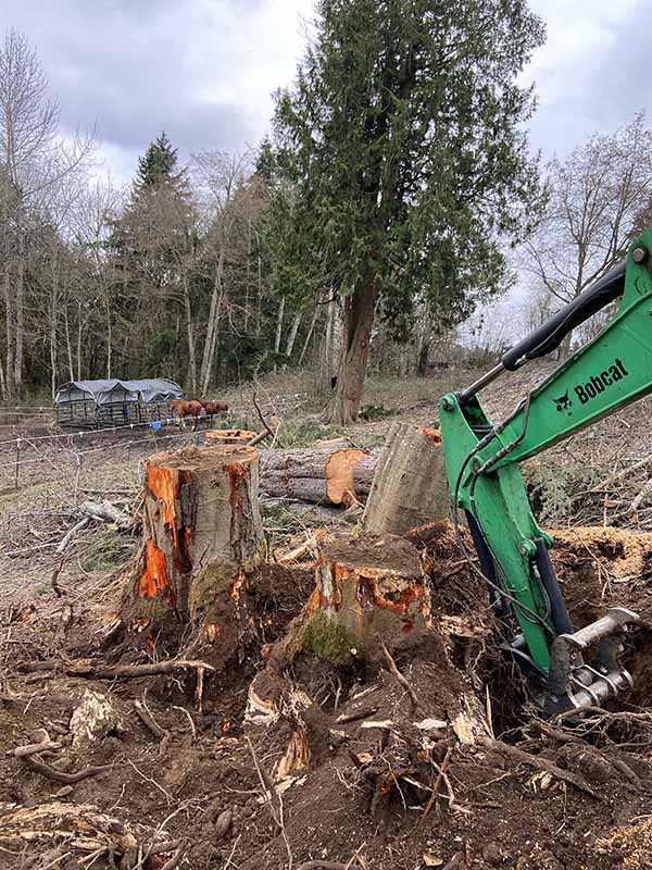 Parkland Tree Stump Removal Job Before — Tree Stump Removal WA Before