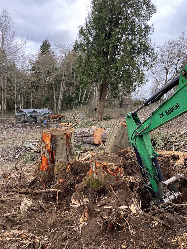 Stump Removal Tacoma Wa Before