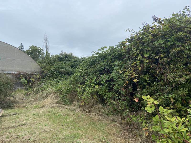 Land clearing and brush clearing project we did this year in 2024 before photo