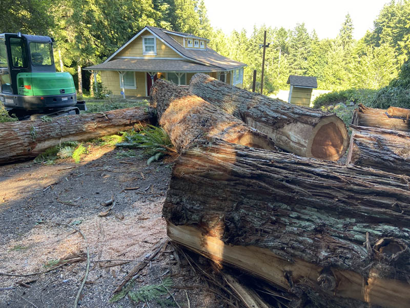 stump and tree removal in south king county near seattle