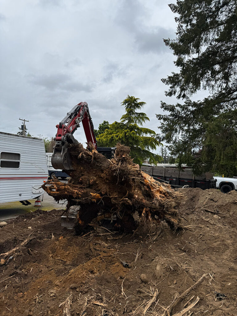stump removal being done by franky's excavation in king county washington